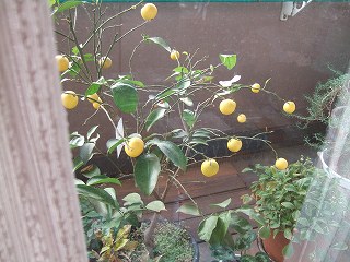 Fi2621353_1e