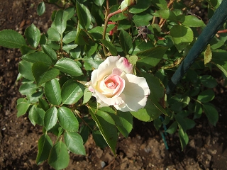 Fi2621367_4e