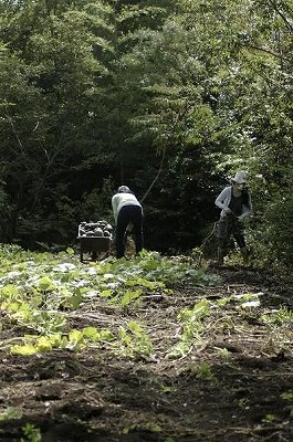kabocha.jpg