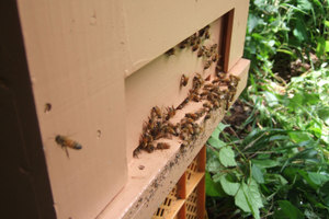 Mitubachi090704_6