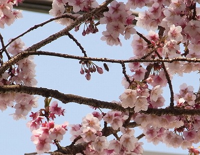 sakura.jpg